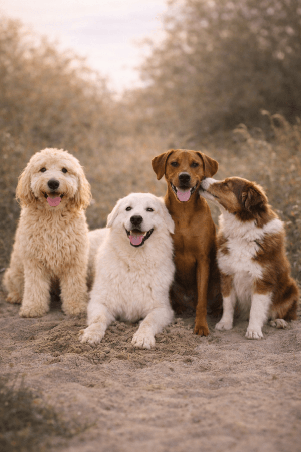 Hunde draussen